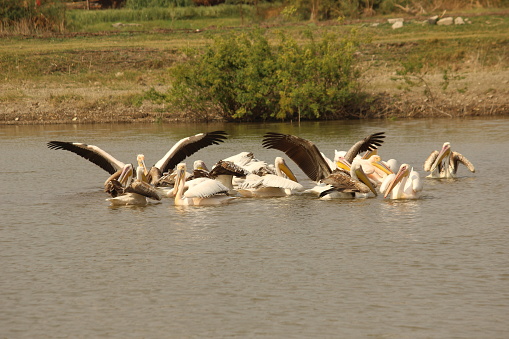 Great white pelicans swimming search for food