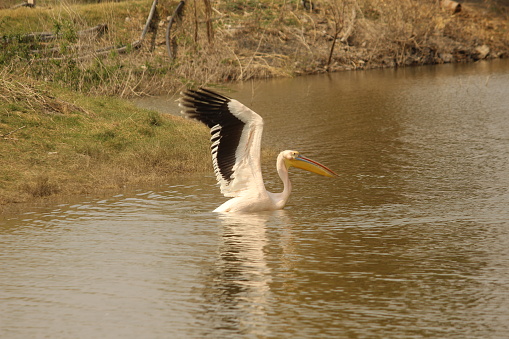 Flying great white pelican on water of lake