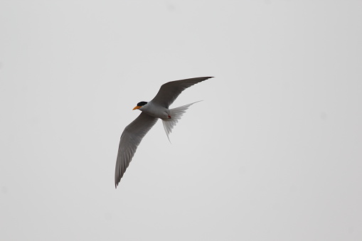 The Indian river tern or just river tern is a tern in the family Laridae....