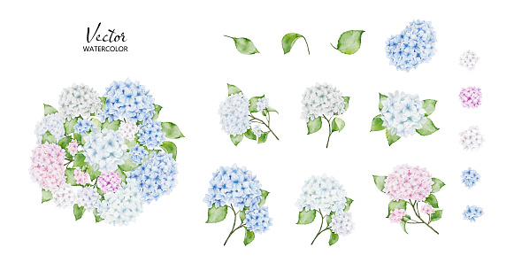 Set of Hydrangea bouquets watercolor and elements