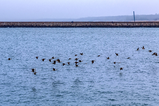 Flock of long-tailed ducks flying over the water of the Baltic Sea