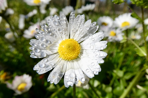 Dew drops on daisy