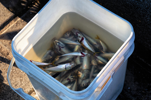Freshly caught small fish in a plastic bucket.