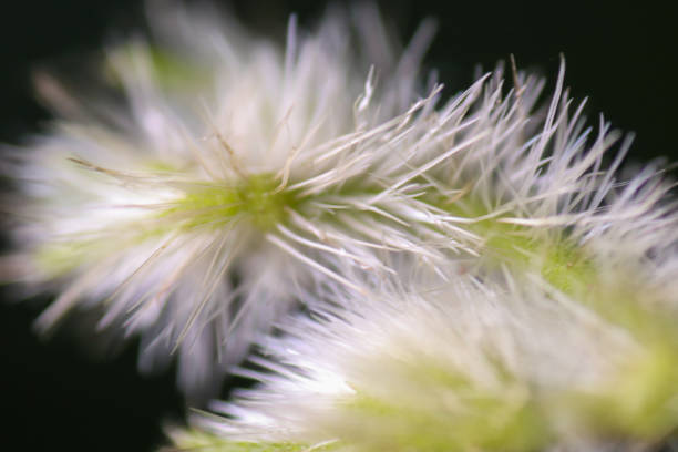 macro photos, plants, plant shoots