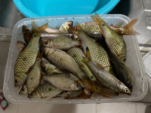 10,000+ Free Bayan Ikan & Fish Images - Pixabay