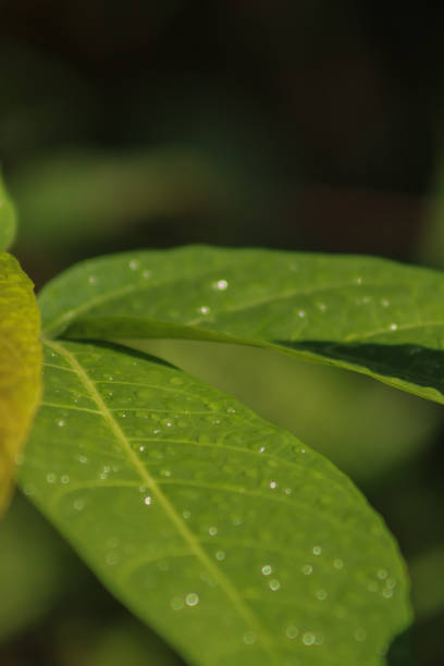 Raindrops on lemon leaves.  Fresh looking close-up image for use as a natural background.