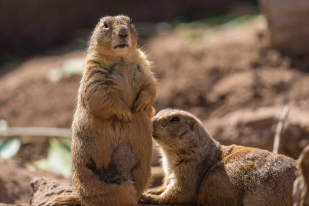 istock pair of prairie dogs 2125119288