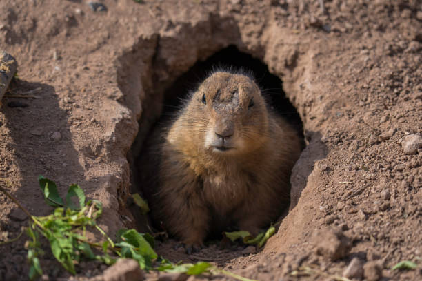 istock prairie dog taking cover in borrow cave 2125119314
