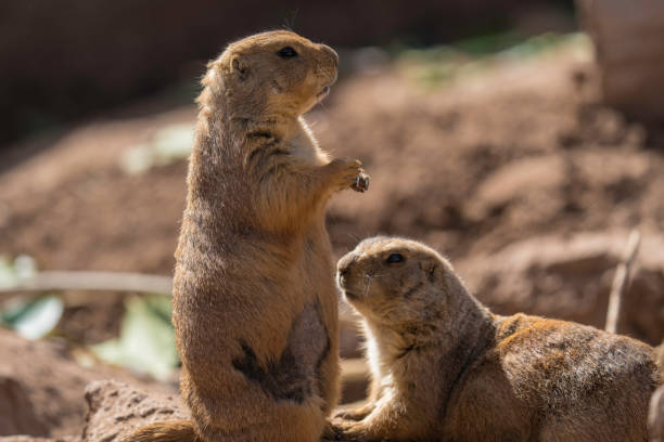 istock prairie dog colony 2125119315