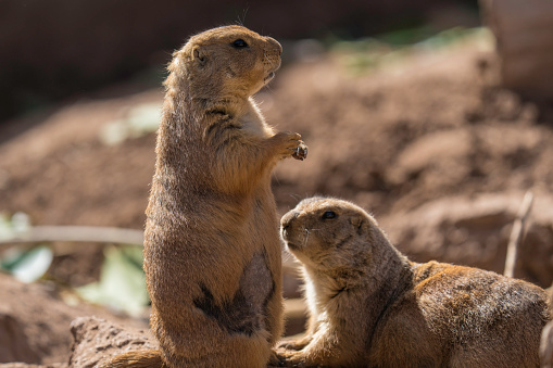 This image shows a side view of a prairie dog sitting upright on it's hind legs with a fellow member of it's colony by it's side.