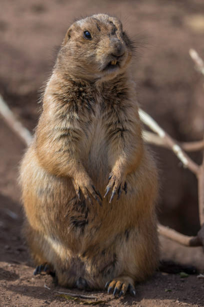 istock prairie dog sitting upright on it's hind legs and looking 2125119316