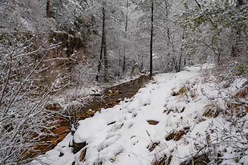 A fresh blanket of snow along the banks of Tonto Creek in Arizona's Tonto National Forest.