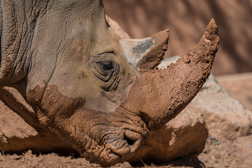 This image shows a close up side view of a sleepy and muddy rhino laying it's head on the ground to rest.