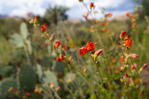 A beautiful Desert Globe Mallow plant in full bloom, growing next to a prickly pear cactus.