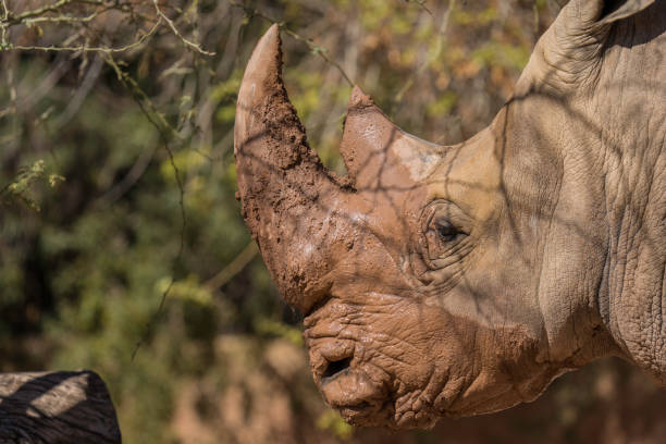 istock rhino with a large horn, dappled by shade and sun 2125119443