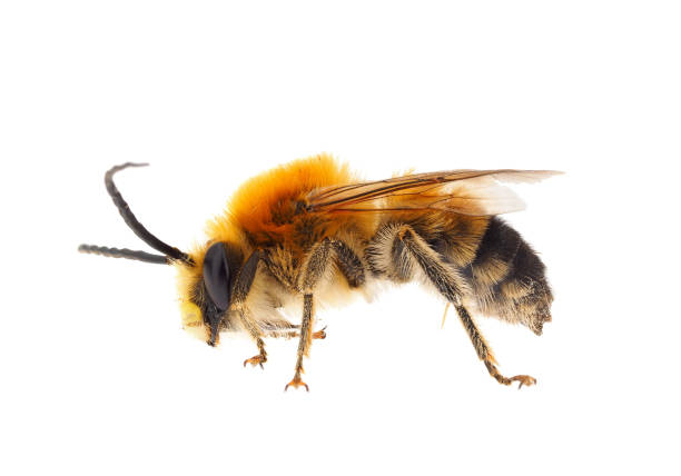 istock Long-horned bee isolated on white background, Eucera longicornis 2125122199