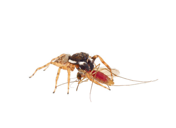 istock Half-edged wall jumping spider eating a mosquito isolated on white background, Menemerus semilimbatus 2125122710