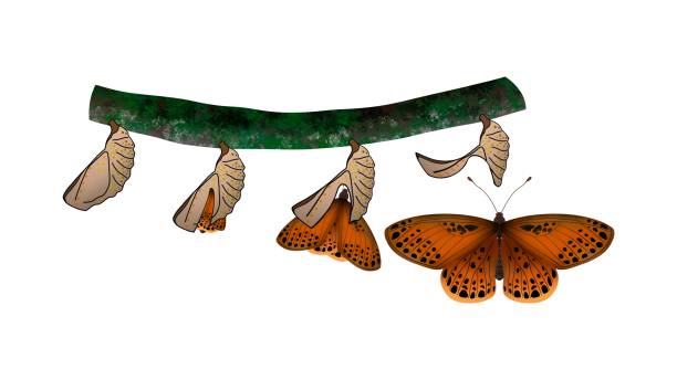 일반적인 날개 나비의 생활사, 애벌레에서 번데기로의 변태, 나비 생활사 - cocoon cartoon change changing form stock illustrations