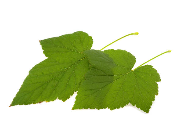 istock Two leaves of a black currant 2125128705