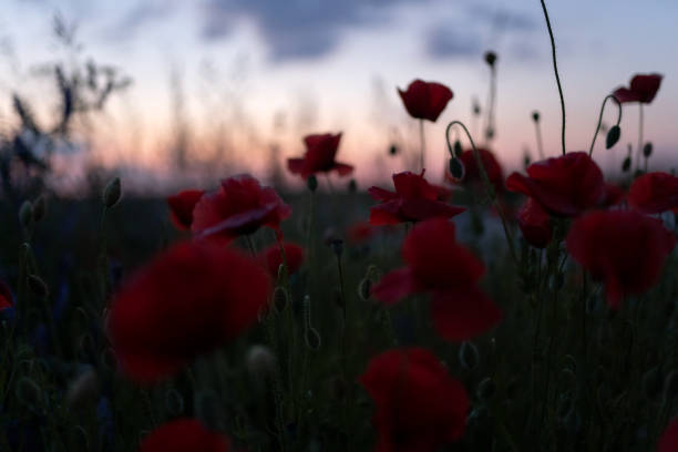 istock field of flowers at sunset 2125132073