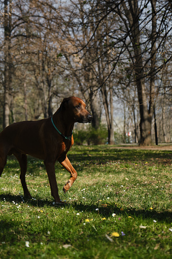 One dog on a walk in a spring park on a sunny day walking among wild flowers. Rhodesian Ridgeback stays alone outside