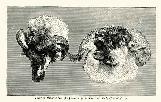 Vintage illustration,  Study of Rams' heads, 1845, after Edwin Landseer 19th Century