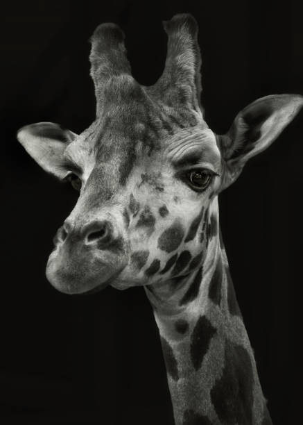 istock Black and white photograph of a giraffe 2125132459