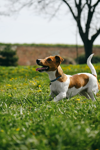 A charming red and white Jack Russell Terrier puppy walks in the green grass and asks to throw him a toy. A dog walks on a sunny summer day in the park