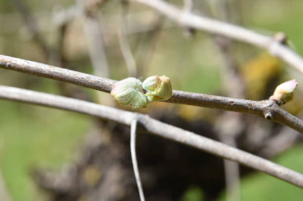 Buds and new leaves on the grapevine