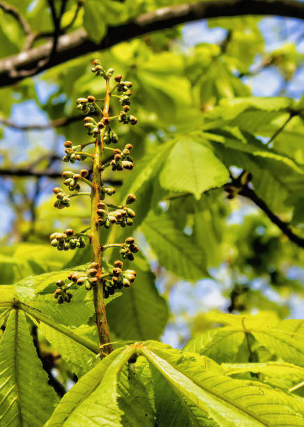 Spring buds of a chestnut tree blossom on a sunny day up close