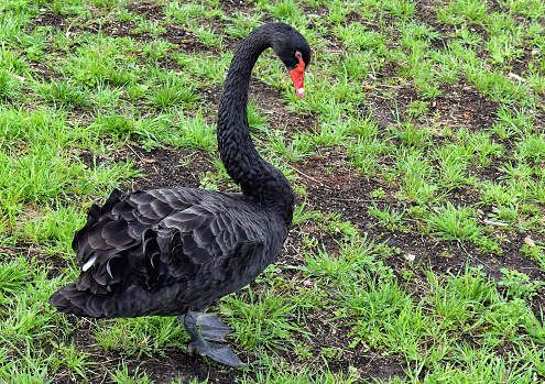 in the spring a lone black swan on the shore near the park