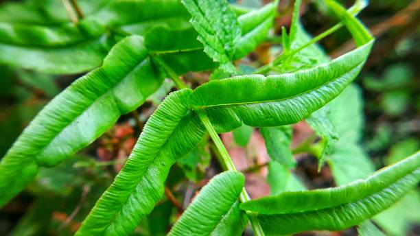 Close-up of homalosorus pycnocarpos leaf