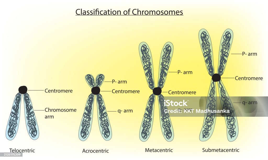 Denver System Chromosome Classification Stock Illustration - Download Image Now ...