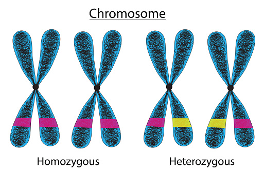 heterozygous and homozygous range of human genome in chromosome