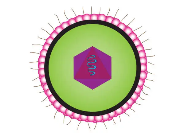 Vector illustration of Cytomegalovirus