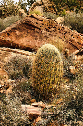 California barrel cactus (Ferocactus cylindraceus), also called Arizona barrel and compass barrel, in the Mohave Desert, California