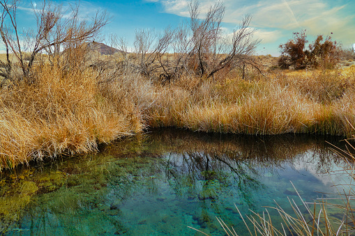 Spring in the oasis Ash Meadows, in the Mojave Desert near Pahrump, Nevada, one of the few places where the endangered pupfish (Cyprinodon nevadensis mionectes) live.