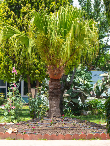 istock Green leaves on a palm tree. nature in the tropics 2125220610