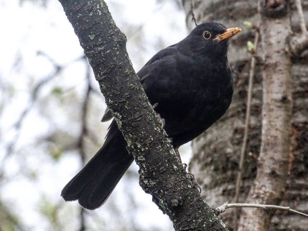 istock Blackbird in the tree. Turdus merula 2125224290