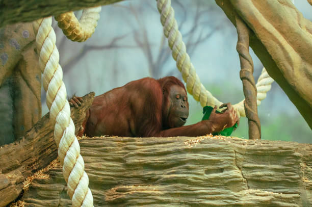 Monkey baby is playing in the zoo. Animal