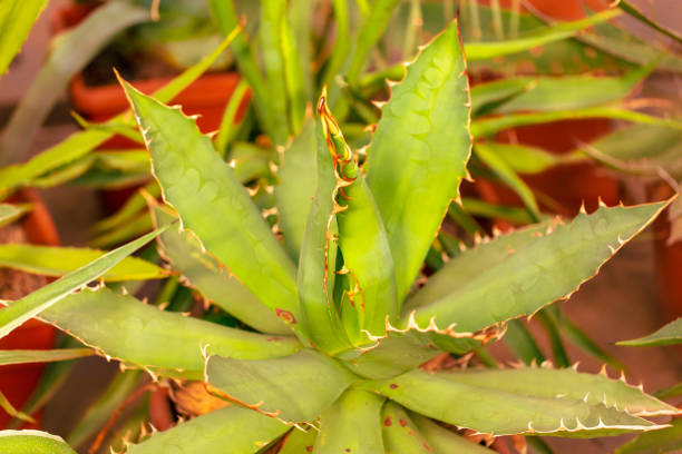 Cactus plant in the arboretum. Nature