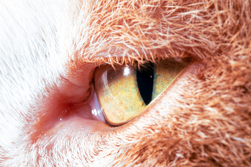The eye of a red cat. Macro