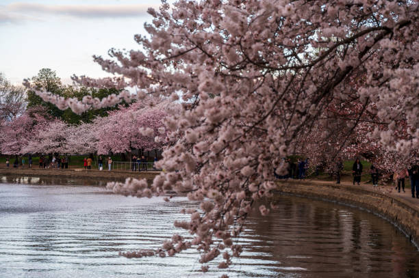 Cherry blossom in tidal basin, washington d.c
