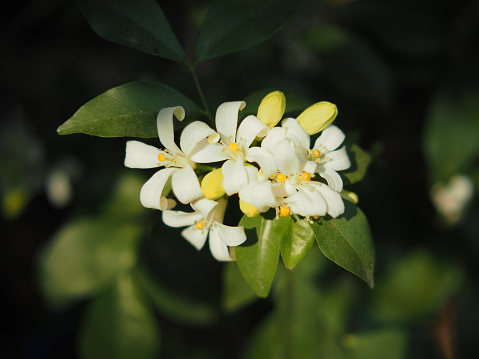 white flower orange jasmine on green background nature