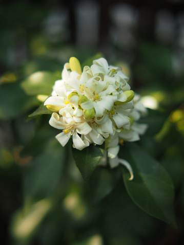 white flower orange jasmine on green background nature