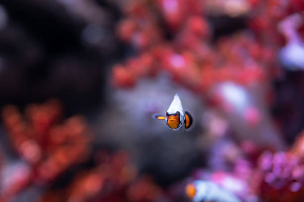 Colorful Coral Reef Teeming with Exotic Fish. Lively and colorful coral reef in a vibrant underwater world. Diverse array of tropical fish swimming freely in their aquatic environment, creating a mesmerizing scene for nature and animal enthusiasts alike. Clownfish in the tank.