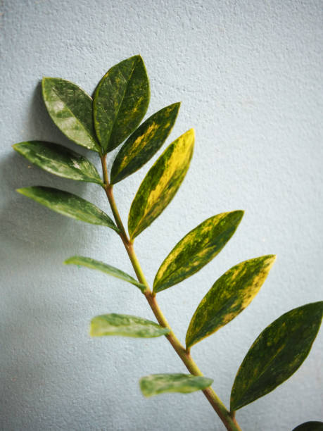 istock variegated zamioculcas zamifolia on blue background 2125258833