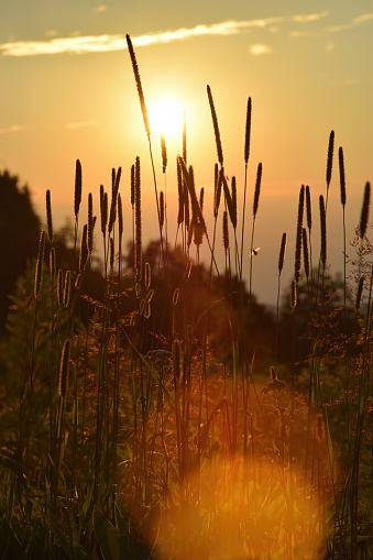 Golden hour during a sunset with meadow foxtail (Alopecurus Pratensis) and a tiny bee in the front, lens flare