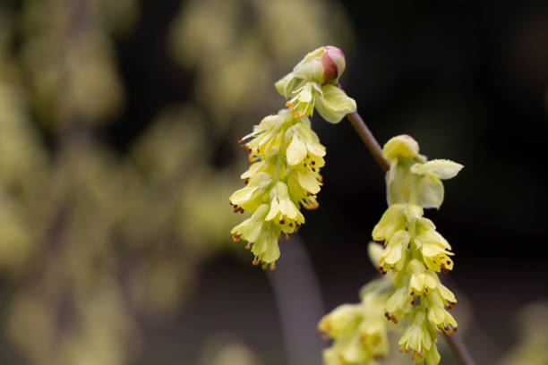 Spring background with Corylopsis spicata ( hazel glabrescens ) yellow catkins on branch without leaves on blurred bokeh background. Hazel catkins as Allergy trigger in springtime