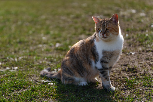 Domestic cat with different white and brown colors walking on the grass
